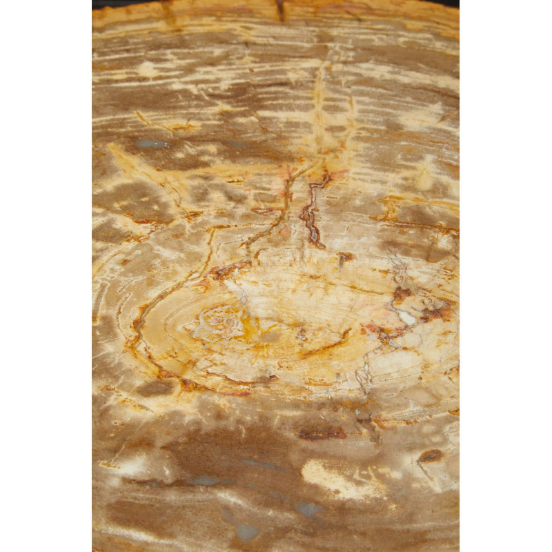 Coffee Table- Relic Petrified Wood